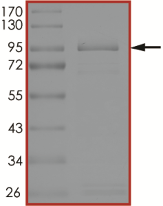 EGFR (L792F L858R), Active